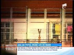 Gigi Becali ar putea fi gradinar la LPF