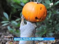 Veverita pacalita de un fotograf