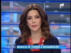 Caini fara stapan au inceput sa fie livrati in localitatile din jurul Bucurestiului