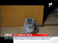 OBSERVATOR SPECIAL: Pisicile, niste escroace sentimentale