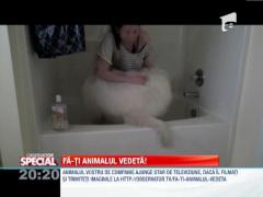 SPECIAL!!! Fa-ti animalul vedeta!