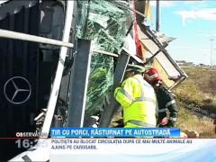 Un TIR încărcat cu 170 de porci s-a rasturnat pe Autostrada Bucureşti - Piteşti