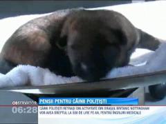 Pensii pentru fostii caini politisti din Marea Britanie