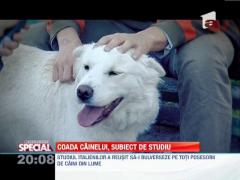 OBSERVATOR SPECIAL: Coada câinelui, subiect de studiu