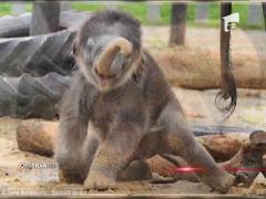 Pui de elefant amuzant, la o grădină zoologică din Marea Britanie
