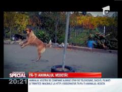 OBSERVATOR SPECIAL: Fă-ti animalul vedetă!