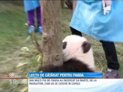 Lecţii de căţărat pentru câţiva pui de panda