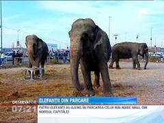 Patru elefanţi au poposit în parcarea celui mai mare mall din nordul Capitalei