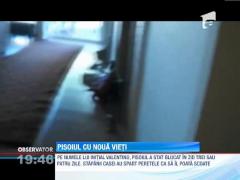 Pisoiul cu nouă vieţi