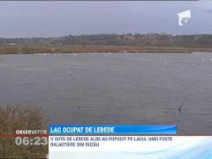 O fostă balastieră de la marginea Buzăului a devenit refugiul perfect pentru lebede