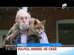 O vulpe a devenit animalul de casă al unui bătrân din Marea Britanie