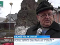 Cel mai mare si cel mai bătrân stejar din Europa de Est, într-o localitate din Suceava