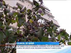 În Brăila a înflorit liliacul!