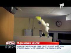 SPECIAL! Un papagal dansează dub-step!