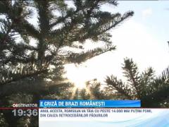 Anul acesta, mai puţini brazi româneşti de Crăciun