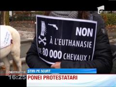 Parisul, invadat de ponei şi cai