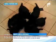 Şase pui de terrier scoţian au devenit vedete pe internet