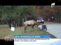Fotograf, atacat de un cerb