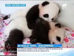 Doi pui urs panda fac senzație pe internet!