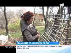Mai multe oi din gospodăria unui sătean au fost omorâte de o ursoaică cu pui