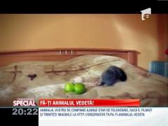 Fă-ti animalul vedetă! Pisică terorizată de doua mere