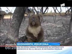 În Australia, a început recensământul urşilor koala