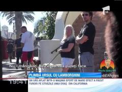 Imaginea care i-a şocat pe americani: Ursul din Lamborghini