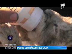Pui de leu născuţi la grădina zoologică din Fâşia Gaza