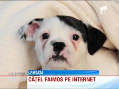 Căţel faimos pe internet