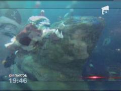 În Statele Unite, Moş Crăciun a ajuns înot!