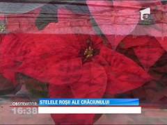 Crăciuniţele, o afacere profitabilă