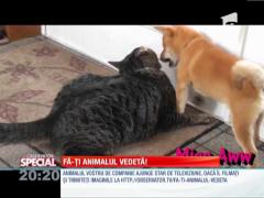 SPECIAL! Caţelul neastâmpărat şi pisica morocănoasă