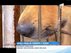 Legea câinilor fără stăpân rămâne o teorie