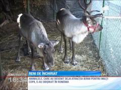 Închiriatul renilor, un lux de Crăciun