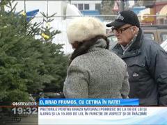 Reduceri mari la brazii de Crăciun!