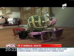 Fă-ti animalul vedetă! Cameleonul poate fi un animal de companie
