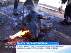 Atenţie! Se vând porci fără avize sanitar-veterinare