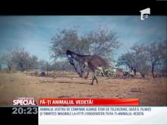 Fă-ti animalul vedetă! Struţii pot fi învăţaţi să danseze tango