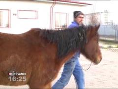 Primăria din Focşani a scos la licitaţie o iapă