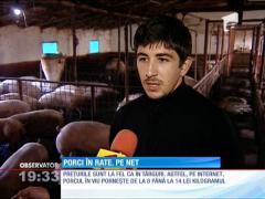 Porcul de Crăciun se vinde ÎN RATE, pe internet