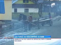 Două familii din judeţul Neamţ au rămas fără cai
