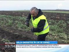 Metodă inedită de protecţie împotriva viscolului