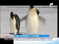 Strategia pinguinilor de a se încălzi la minus 50 de grade!