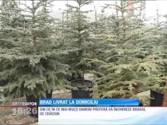 Bradul ecologic, gata împodobit pentru Crăciun