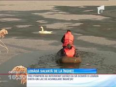 O lebădă, salvată de pompieri dintr-un lac îngheţat