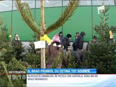 Vânzătorii nu lasă din preţul brazilor, preferă să facă focul cu ei