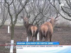 Un ieșean și-a făcut grădină zoologică