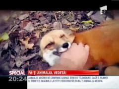 Fă-ți animalul vedetă! O VULPE se crede cățel