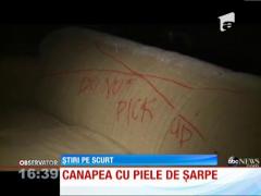 Şi-a cumpărat o canapea la mâna a doua şi a primit, bonus, UN PITON