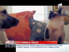 Fă-ți animalul vedetă! Gheruțe versus colți